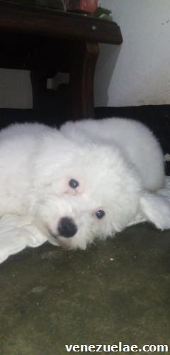 Poodle macho blanco