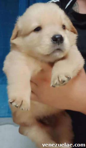 Cachorros Golden hembras y machos