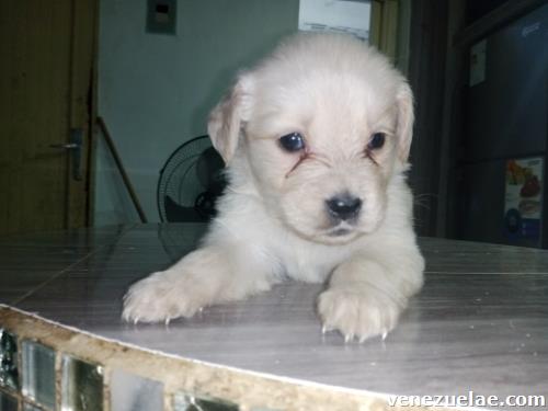 Cachorros Golden retriever
