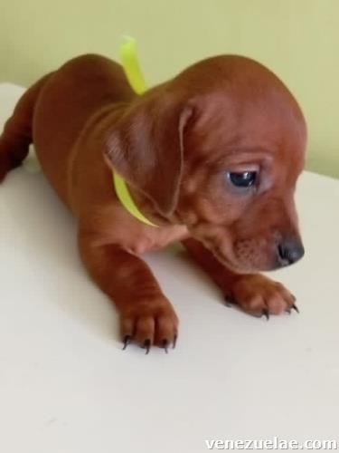 Cachorros Salchicha Teckel patas cortas