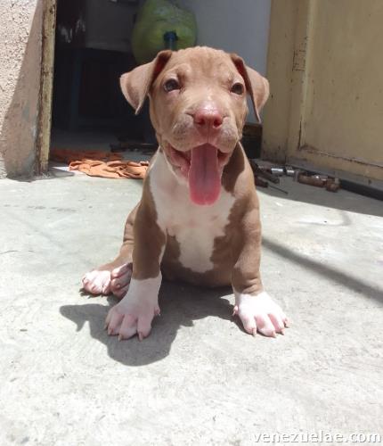 Pitbull macho disponible