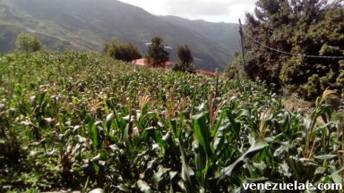 Finca el jarillo