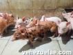 Se venden cerdos lechones en 35v. Inf. 04143443330