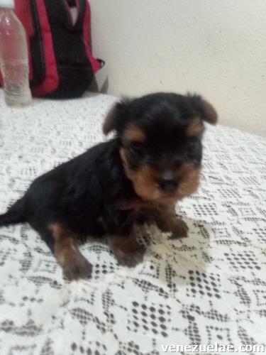 Yorkshire Terrier, Hembras, Machos, Cachorros, Mas