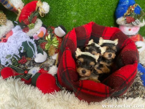 Yorkshire terrier