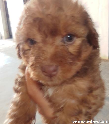 Cachorros poodle