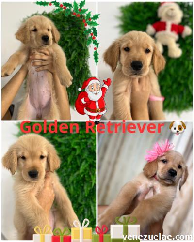 Cachorros golden Retriever